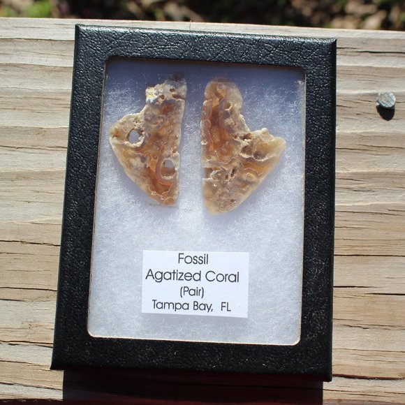 Fossil Agatized Coral - Picture 3 of 6